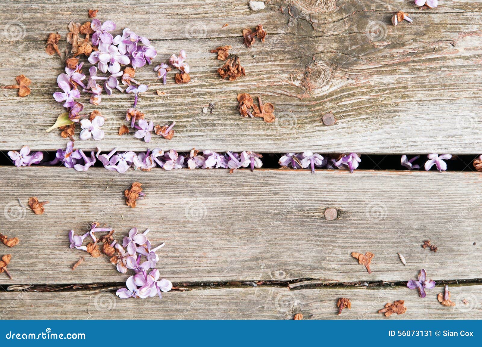 Dead lilac stock image. Image of blooms, dead, flower 56073131