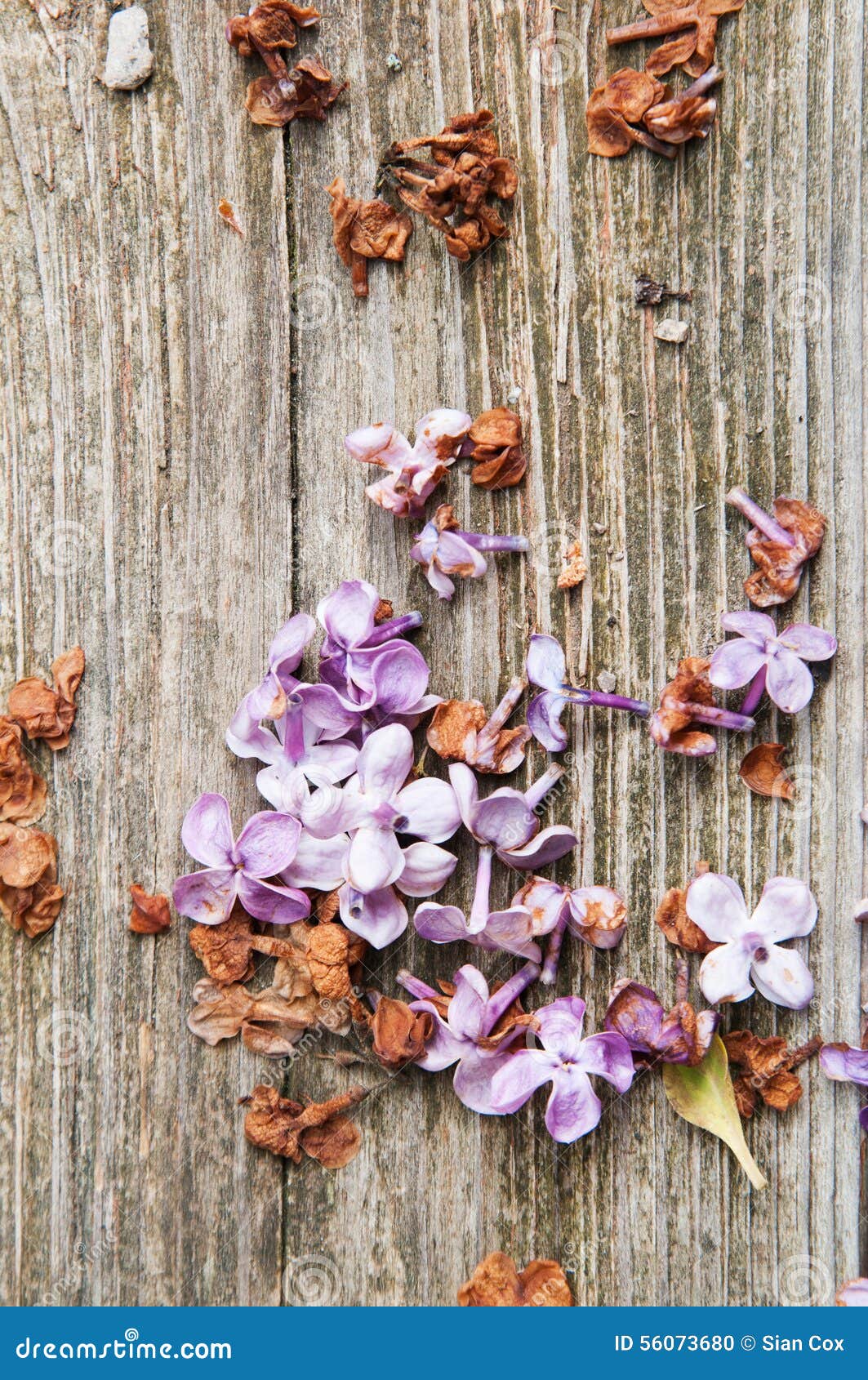 Dead lilac stock photo. Image of board, flowers, wilt 56073680