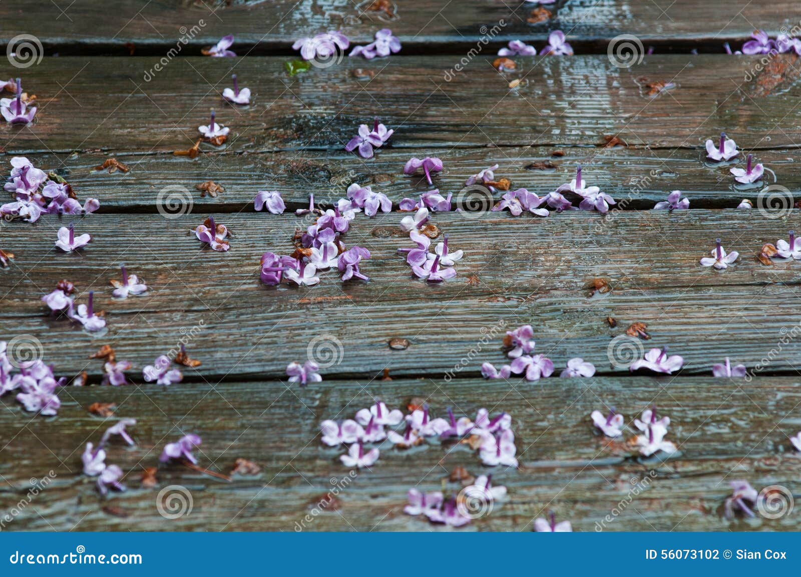 Dead lilac in the rain stock photo. Image of deck, blooms 56073102