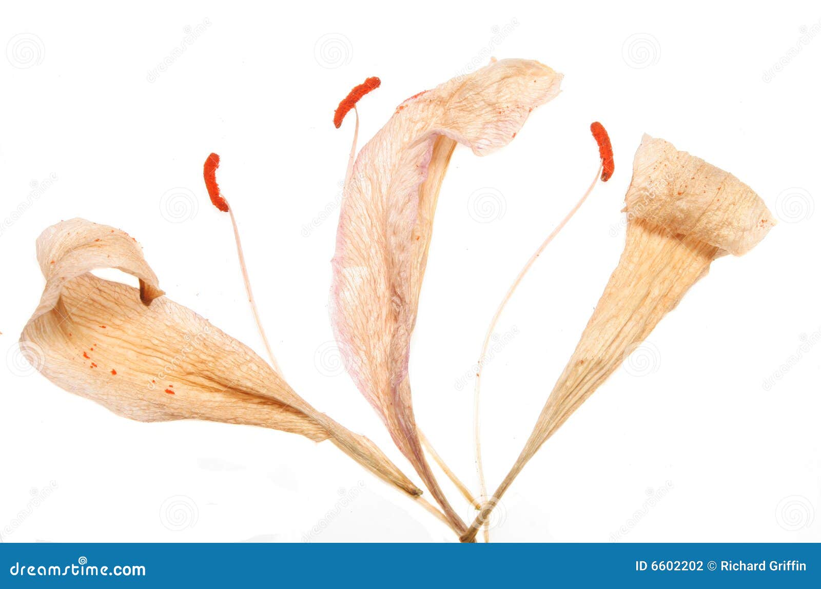 Dead Lilly Petals Picture. Image 6602202