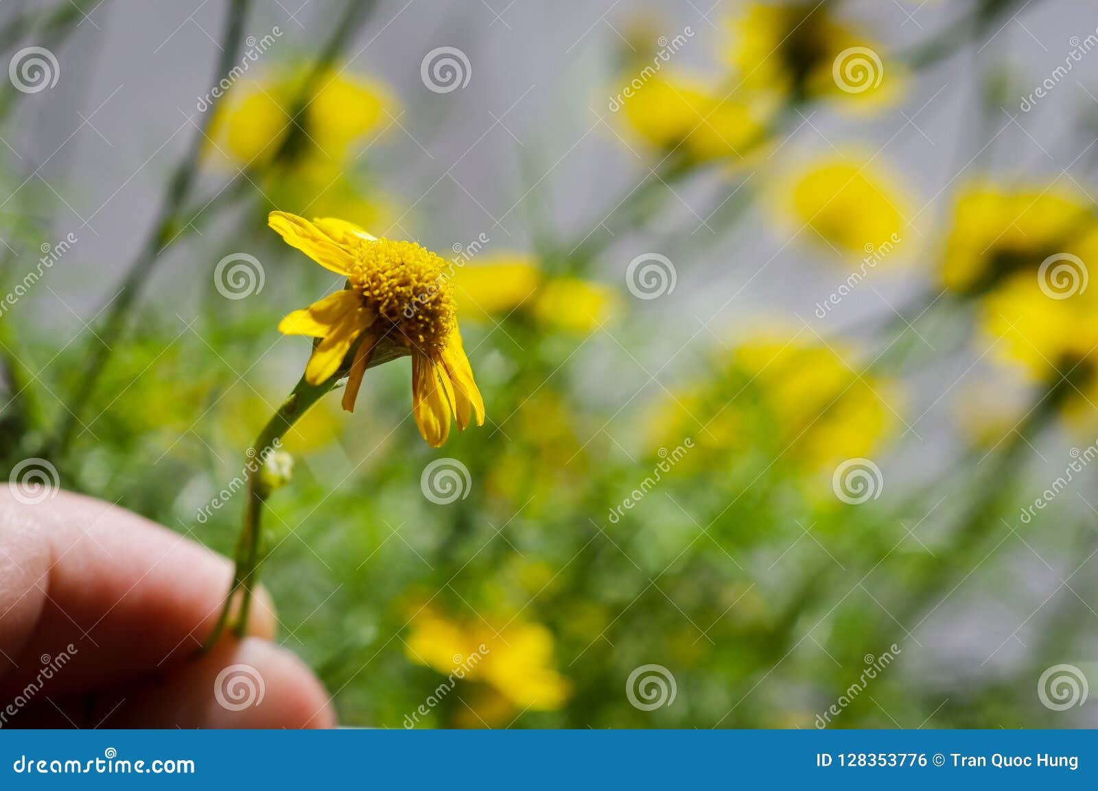 Dead Little Yellow Daisy Flower In Human Hand Stock Photo Image of