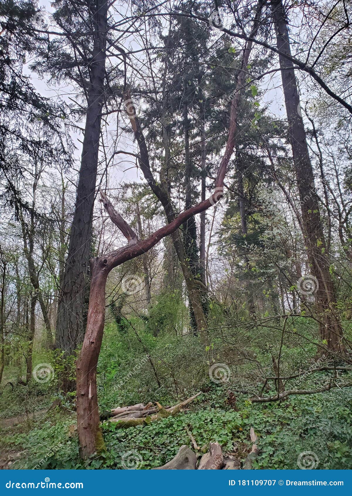 dead madrona creating a zig zag pattern