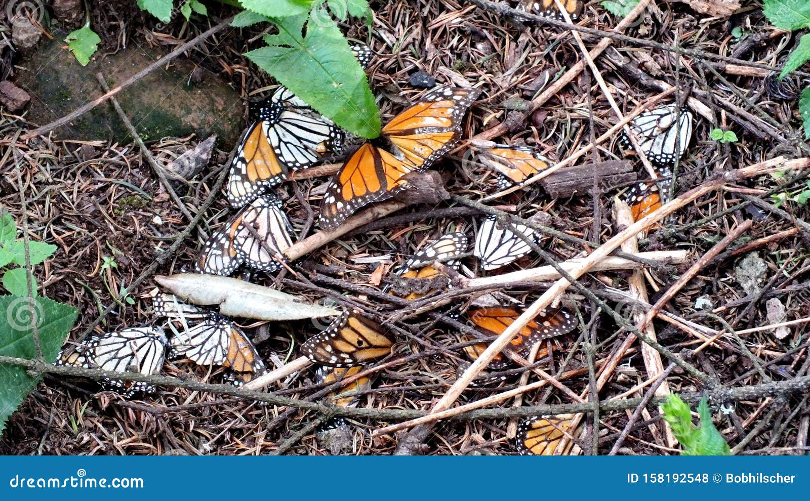 dead monarch butterflies on the forest floor at el capulin sanctuary