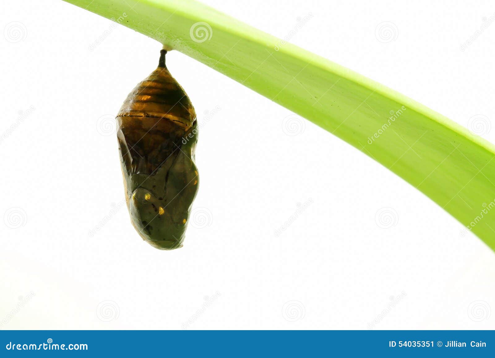 Dead Monarch Cocoon Stock Photo Image 54035351