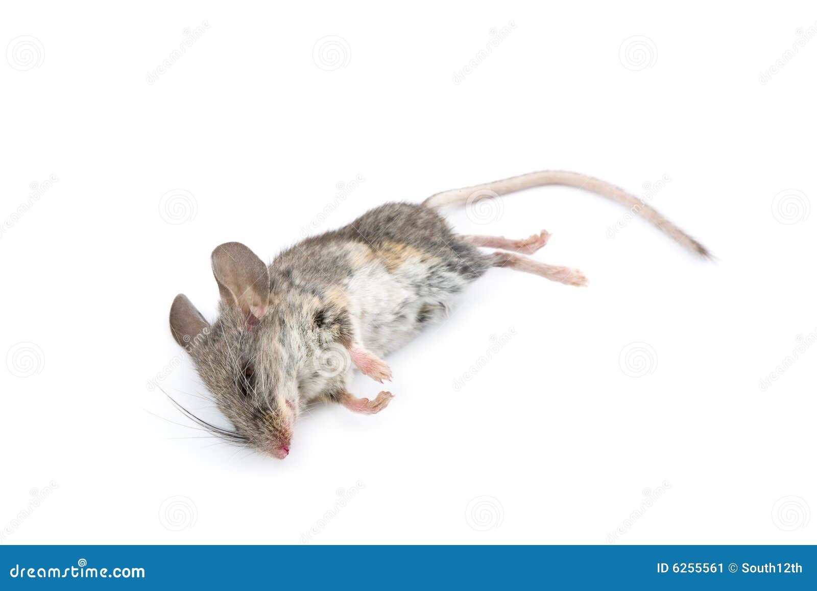 К чему снится женщине дохлая мышь. Мертвая мышь прозрачный фон. Мертвая мышь на белом фоне.