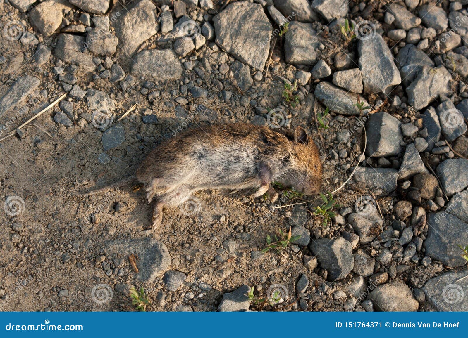 Dead mouse stock image. Image of small, mammal, corpse 151764371