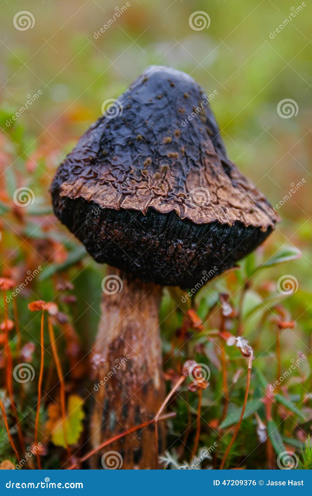 Dead mushroom stock photo. Image of rotten, little, natural 47209376