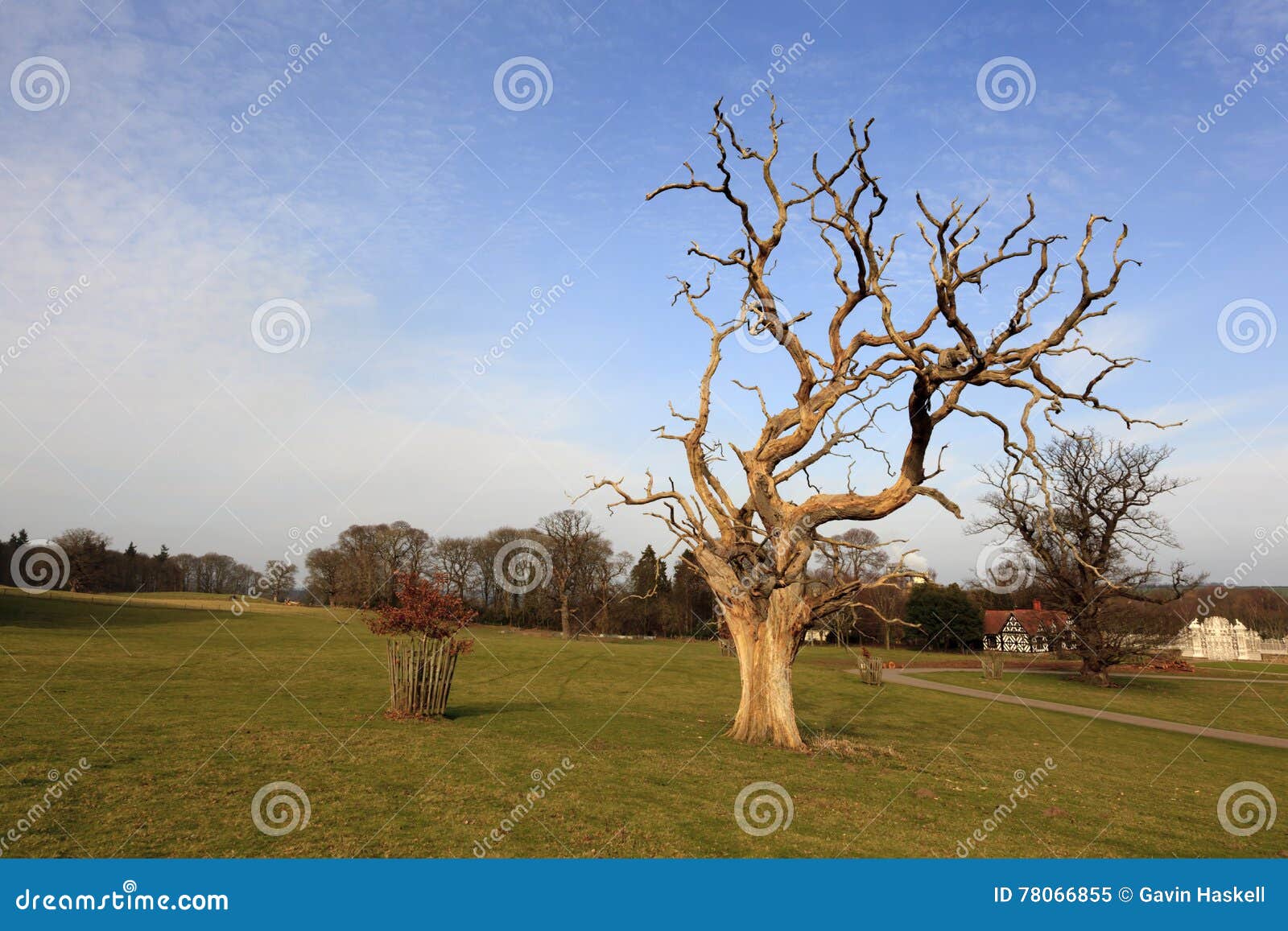 Dead Oak Tree stock image. Image of welsh, ancient, rotten 78066855