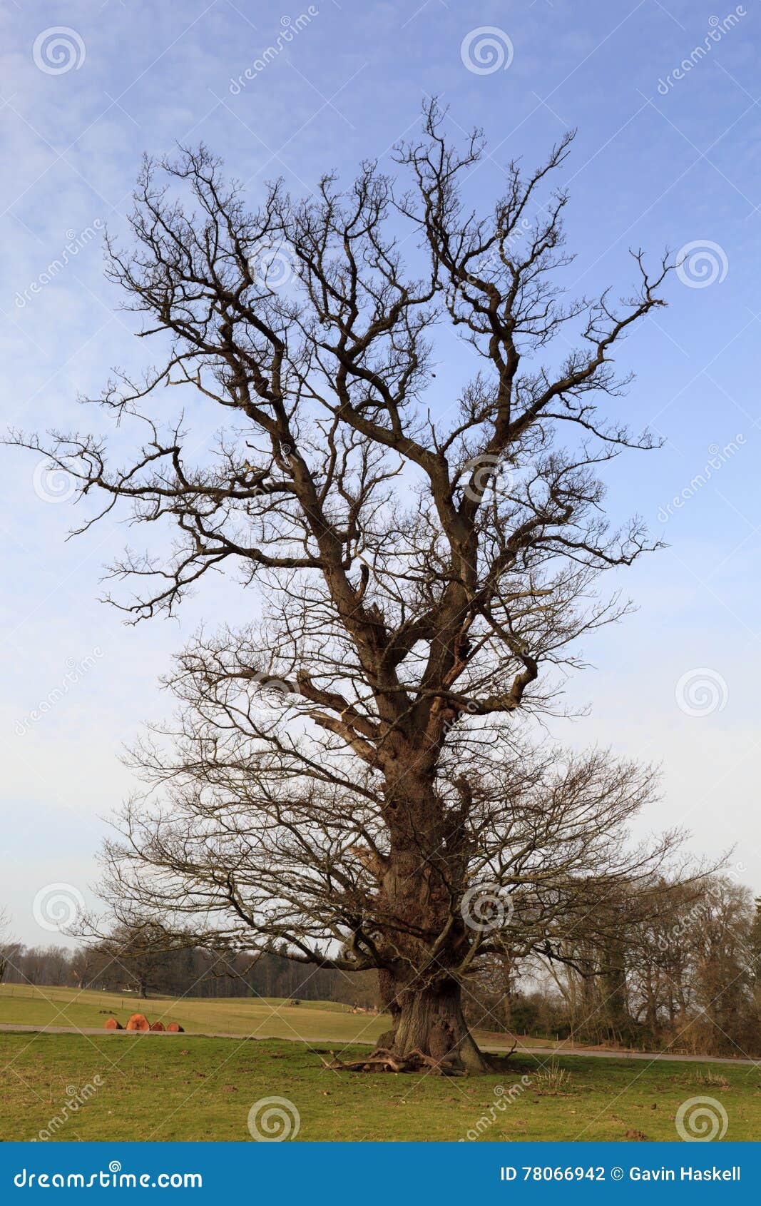 Dead Oak Tree stock photo. Image of looking, great, cymru 78066942