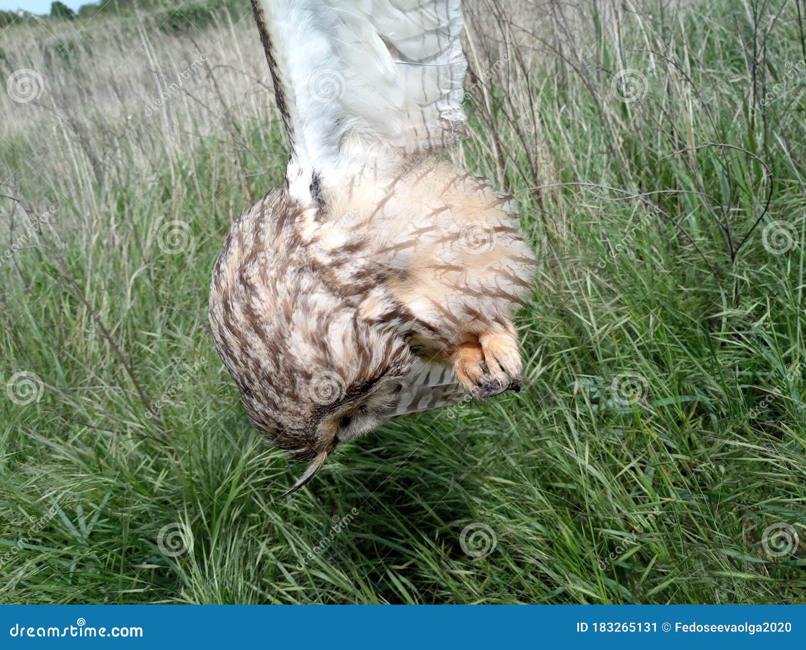 Dead Owl. Found a Dead Owl in Grass Stock Image Image of young, sleep