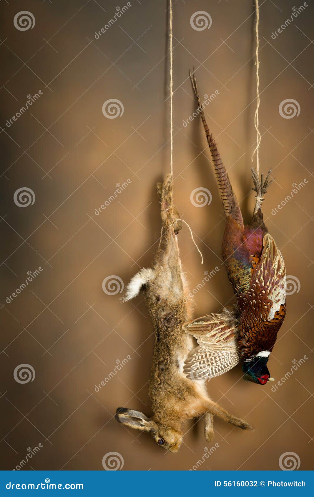 Dead pheasant and hare stock photo. Image of hanging 