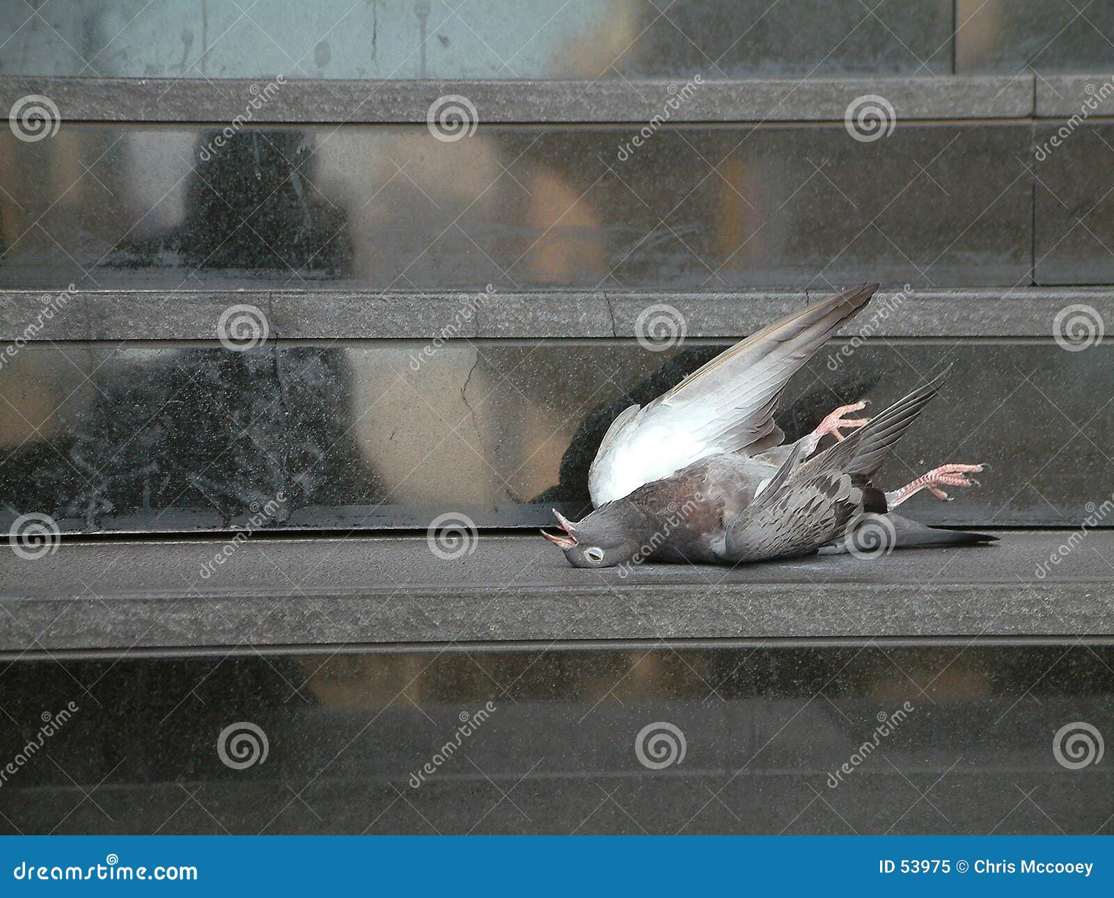 Dead Pigeon stock image. Image of step, bird, dead, rigor - 53975