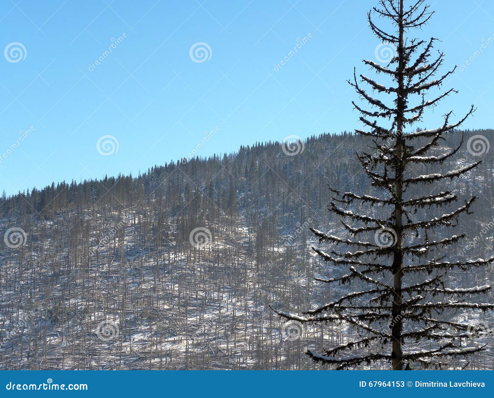 Dead pine tree stock image. Image of frost, outdoors 67964153