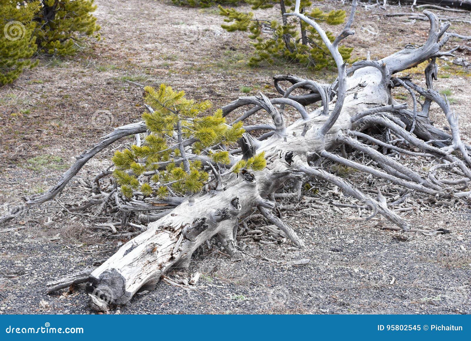 Dead pine tree stock image. Image of cones, winter, shaped 95802545