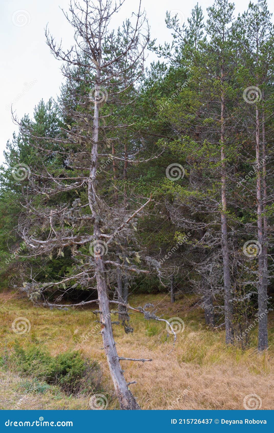 Dead pine trees stock image. Image of destroy, material 215726437