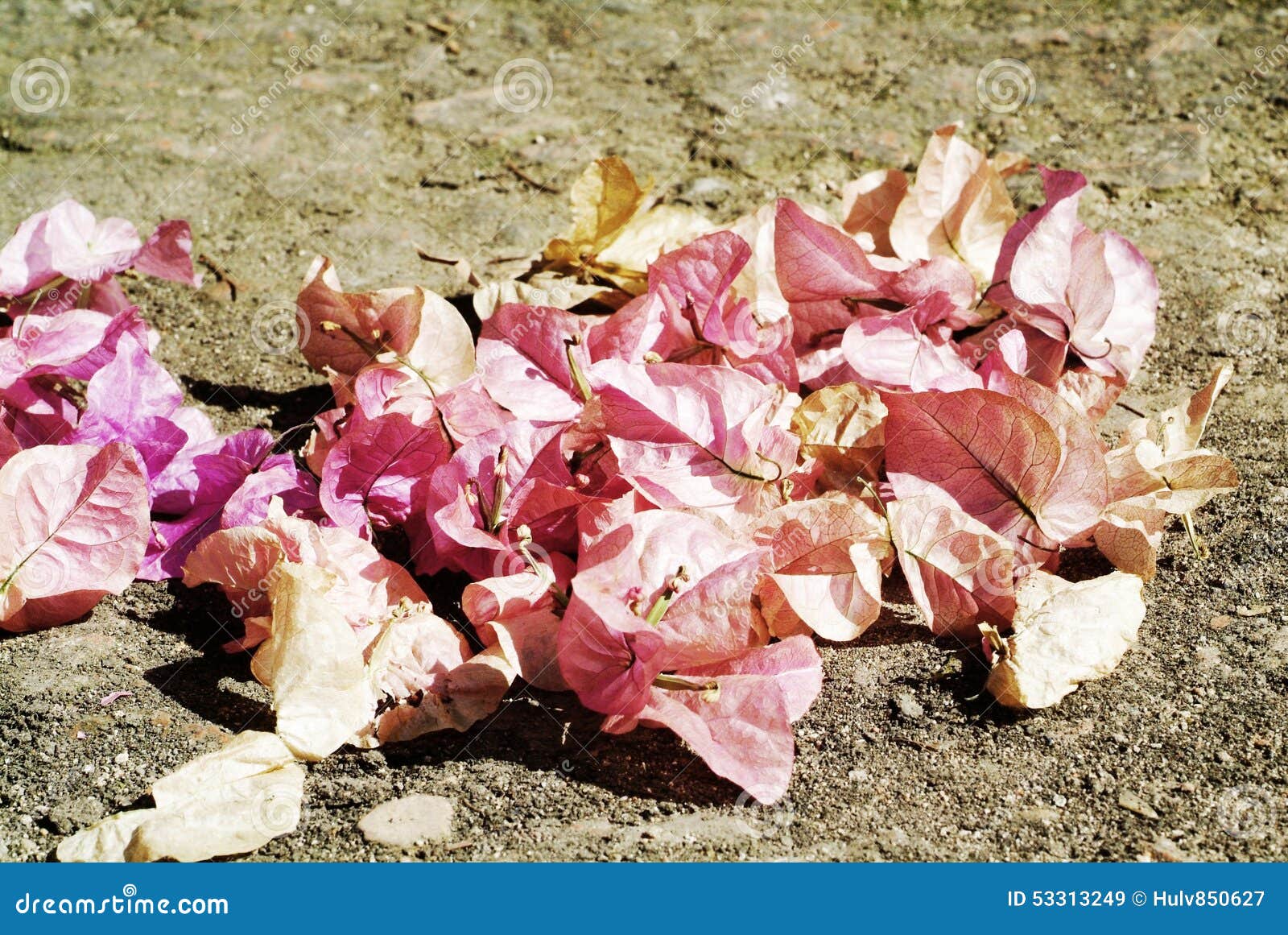 Dead Pink Bougainvillea Flowers Stock Image Image of beautiful