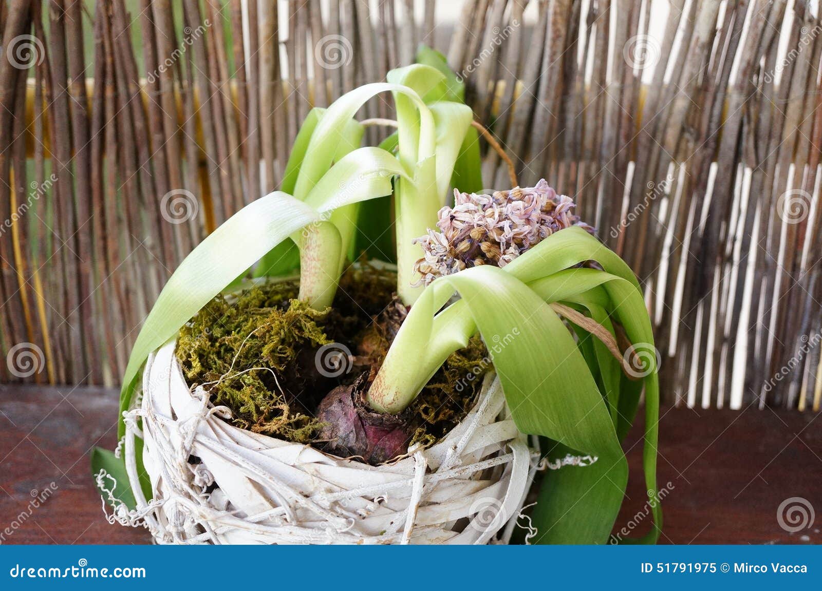 Dead plant stock image. Image of hyacinth, dead, flower 51791975