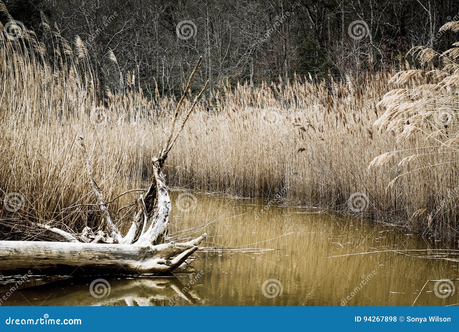 Dead Plants stock photo. Image of nature, dead, tree 94267898
