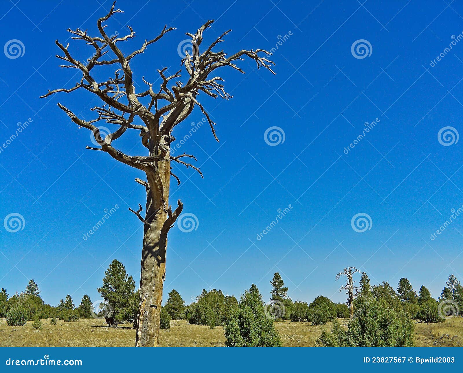 Dead Ponderosa Pine Tree stock image. Image of pine, energy 23827567