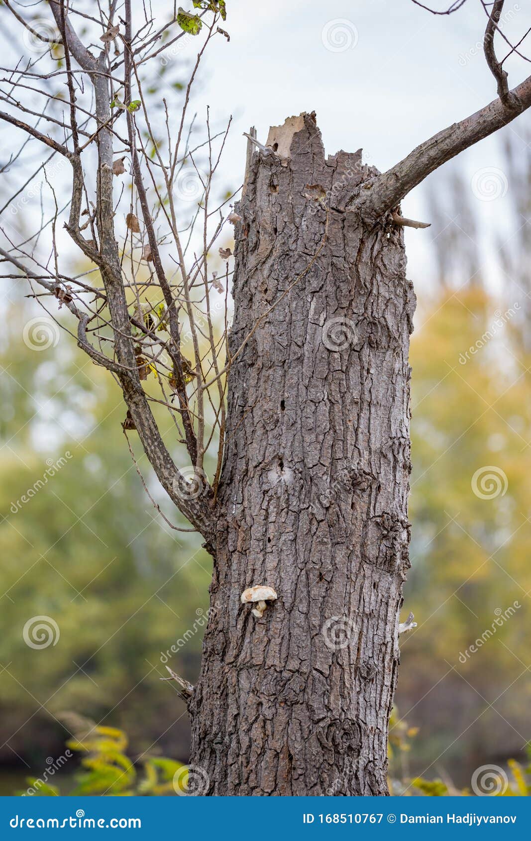 dead poplar tree trunk close-up and tiny mushroom