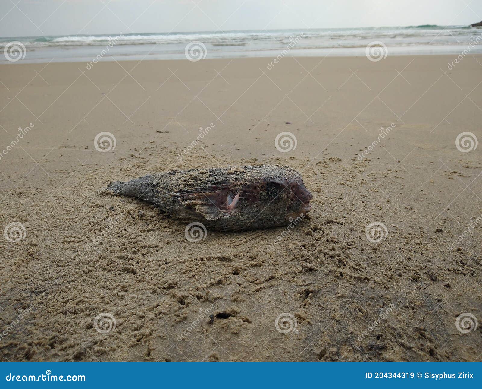 Dead Puffer Fish Objects Washed Up On Tropical Beaches RoyaltyFree