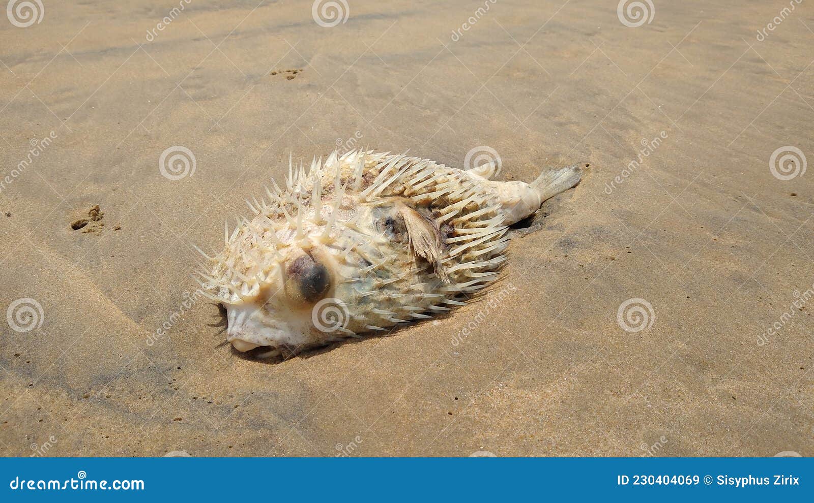 Dead Puffer Fish on the Beach, Closeup View Stock Image Image of