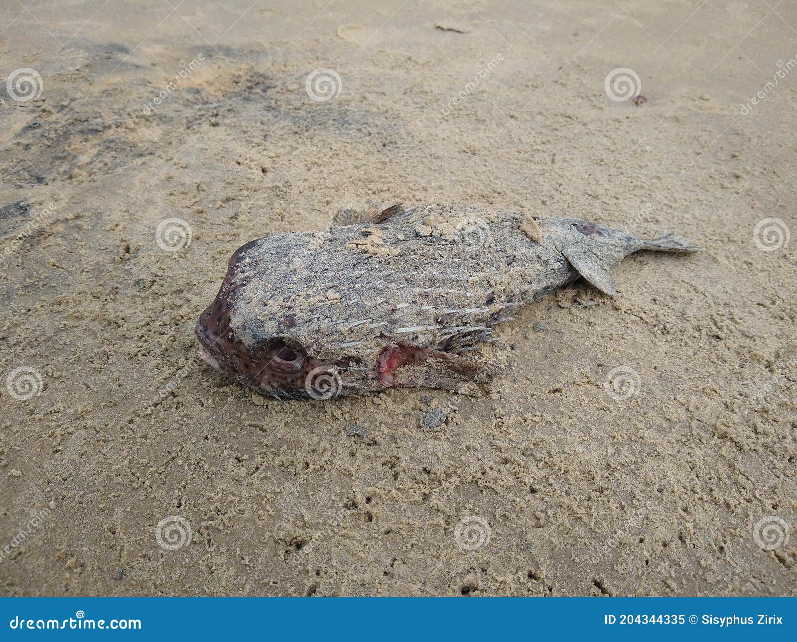 Dead Puffer Fish Objects Washed Up On Tropical Beaches RoyaltyFree