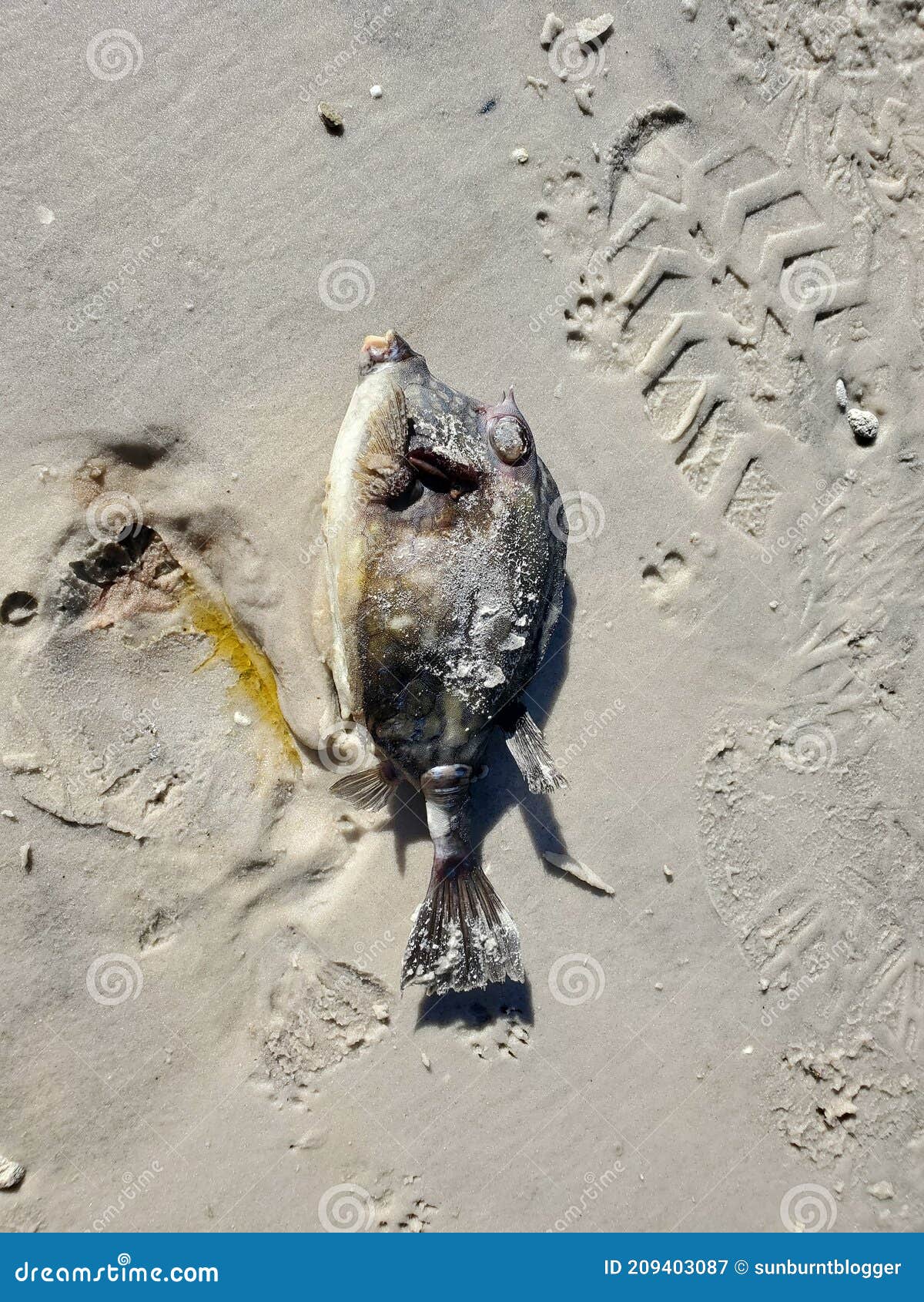 Dead Puffer Fish Objects Washed Up On Tropical Beaches RoyaltyFree