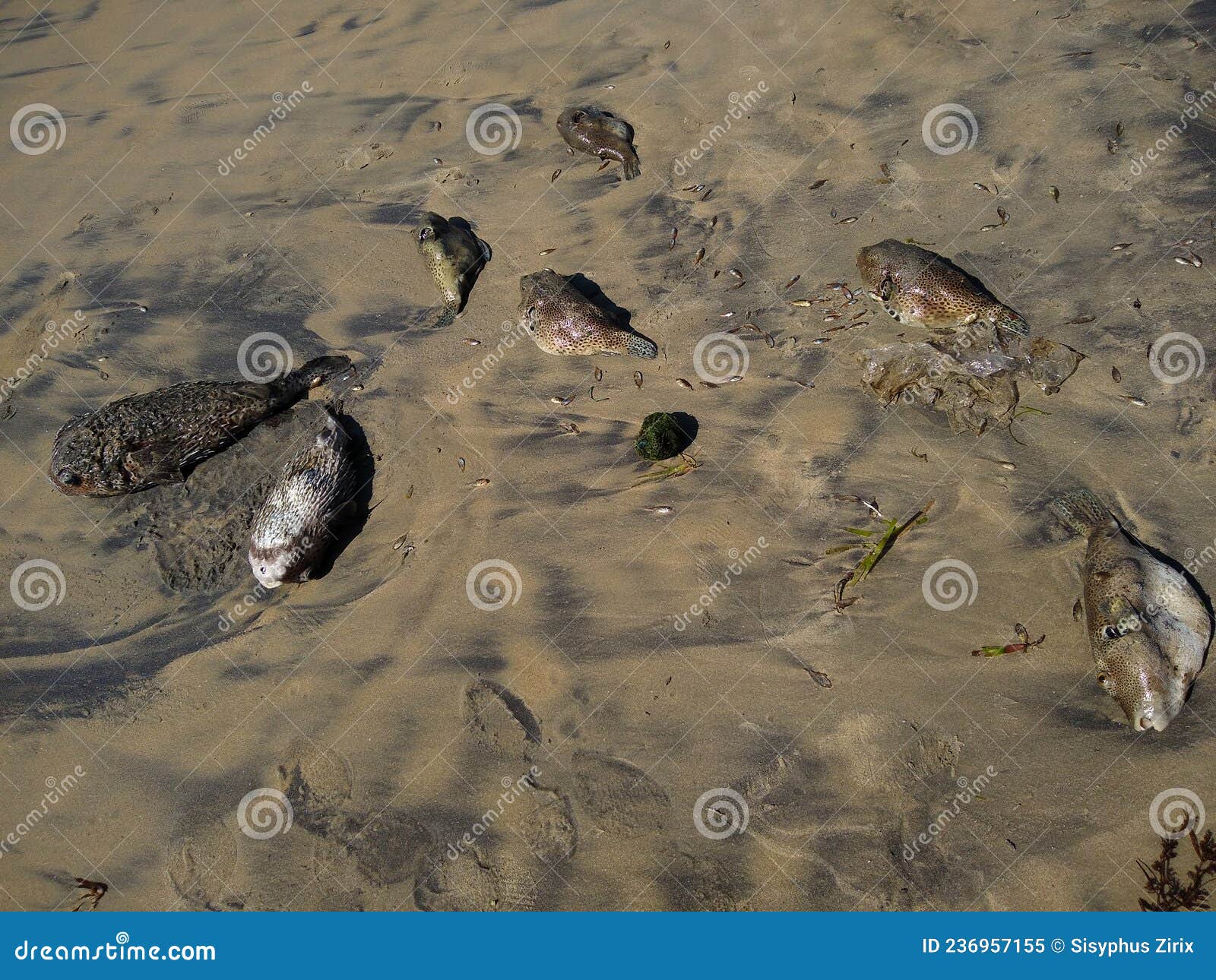Dead Puffer Fish on the Beach, Kovalam Beach, Thiruvananthapuram Stock