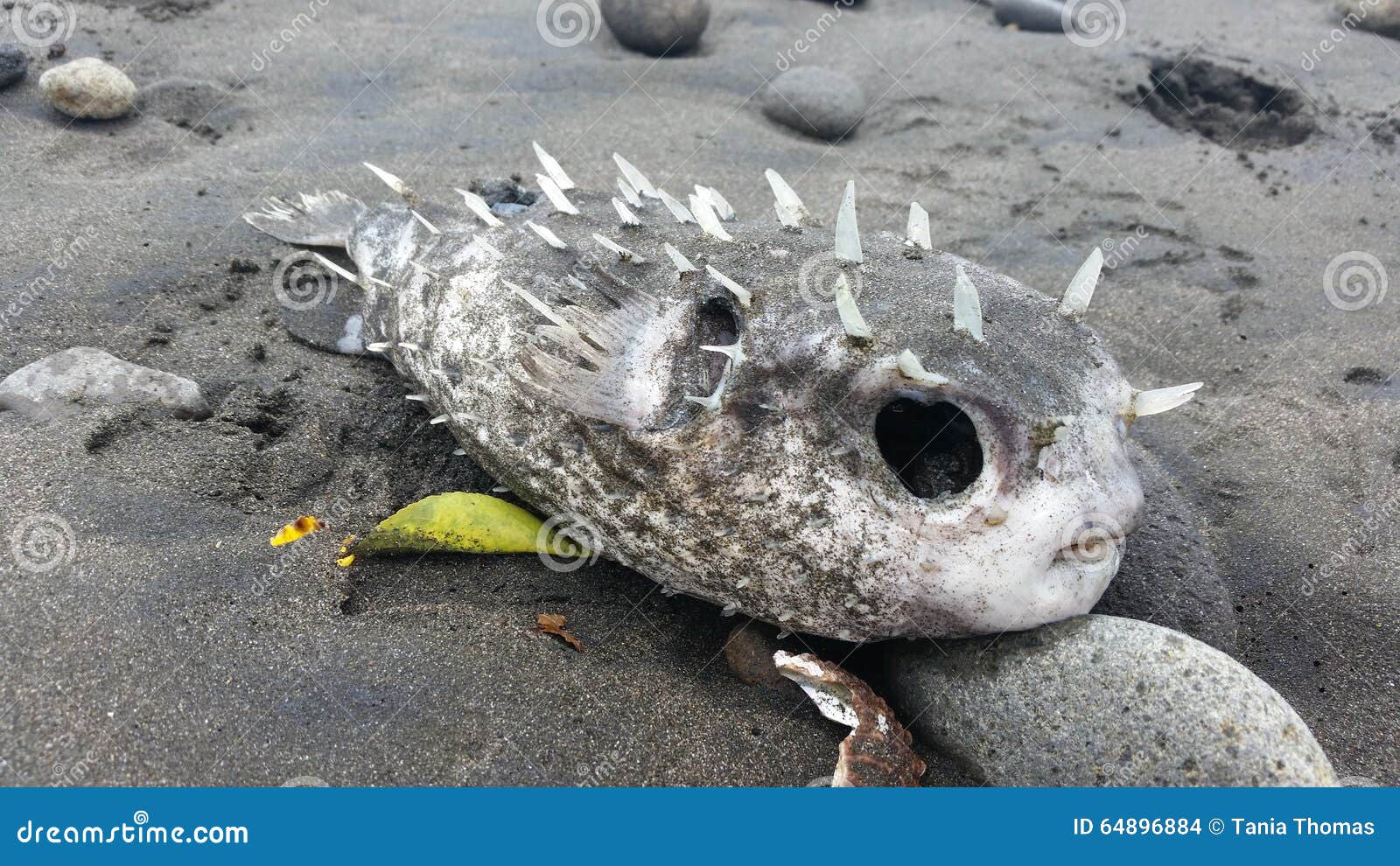 Dead Puffer Fish Washed Up on the Beach Stock Photo Image of