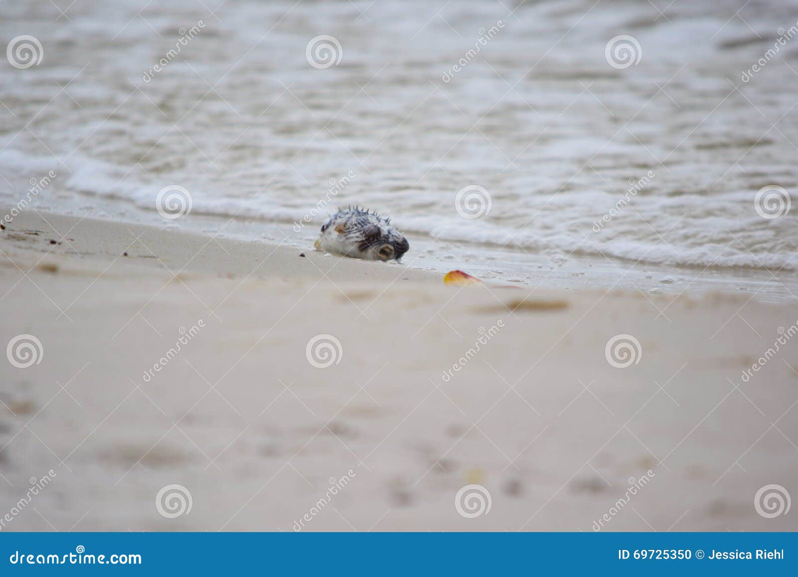 Dead Puffer Fish Washed Up on Shore Stock Photo Image of washed