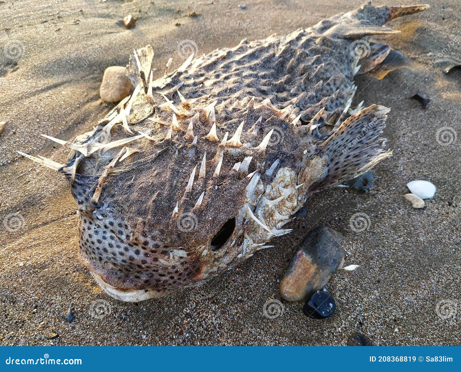 Dead Pufferfish on beach stock image. Image of marine 208368819