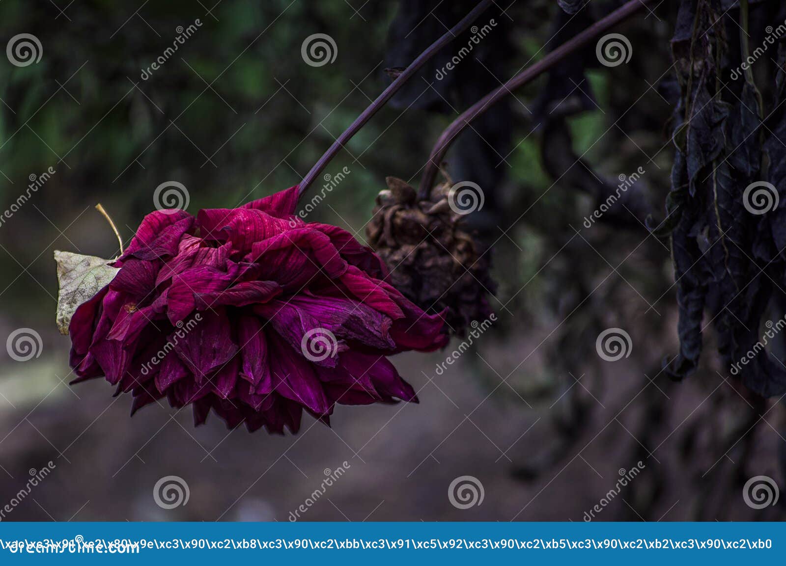 Dead Purple flower stock image. Image of nature, ground 101744527