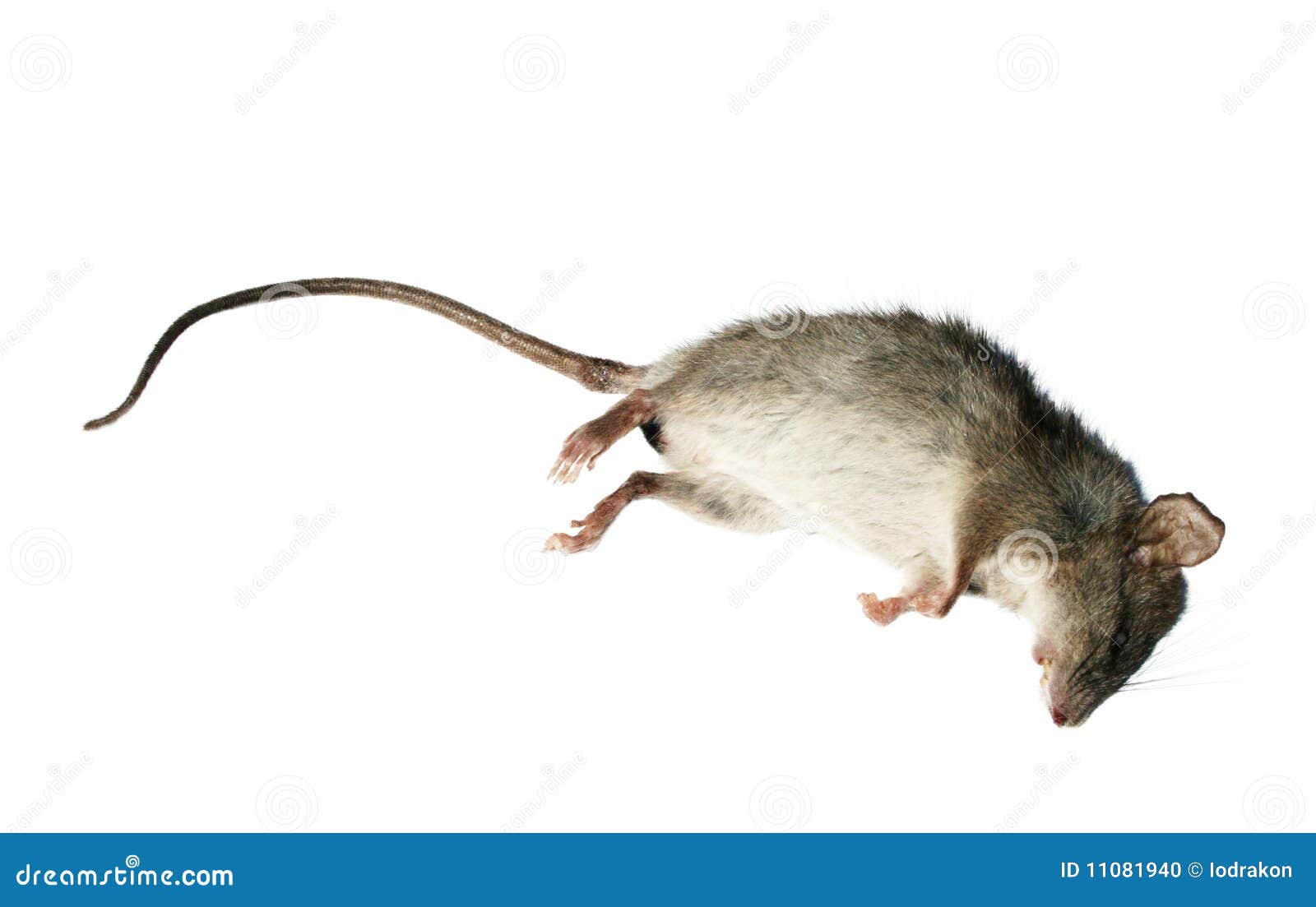 clip art dead mouse - photo #14