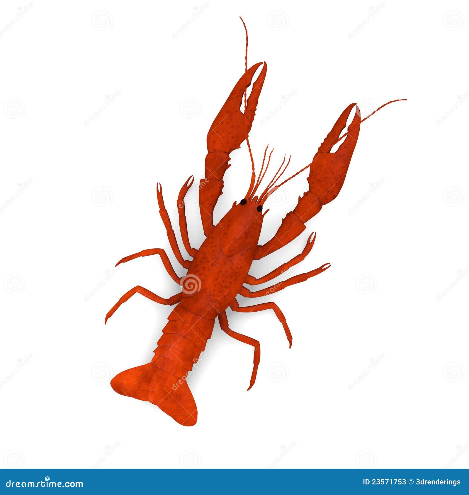 Dead red crayfish stock illustration. Illustration of ...
