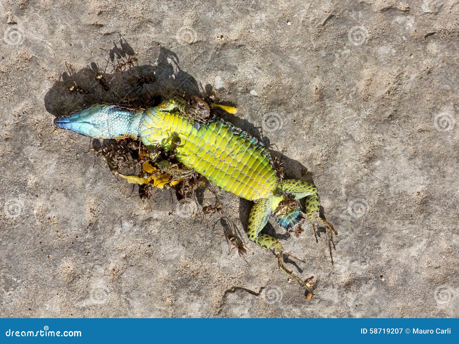 Dead Reptile Eaten by Ants stock image. Image of stone 58719207