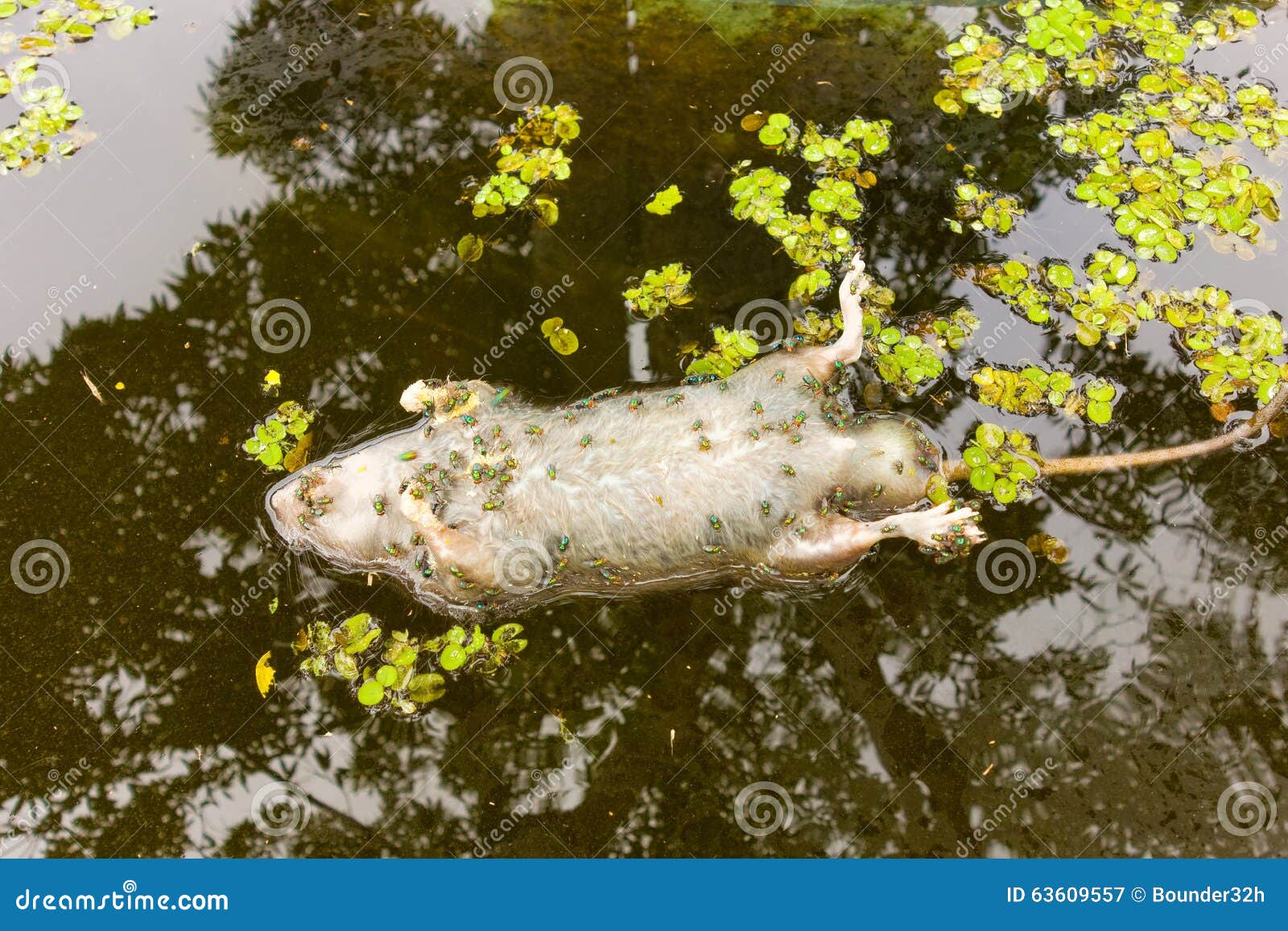 A Dead Rodent Floating in Water Stock Image - Image of floating, ugly:  63609557