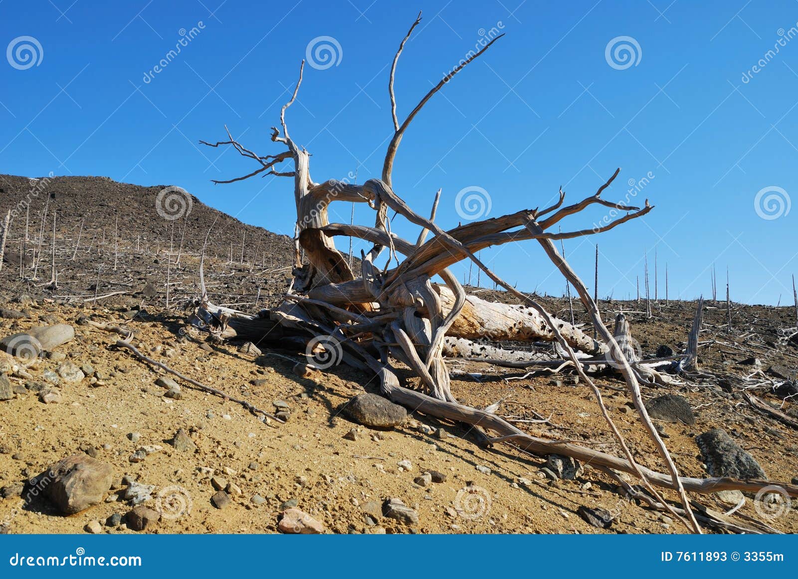 Dead root stock image. Image of environment, deforestation 7611893
