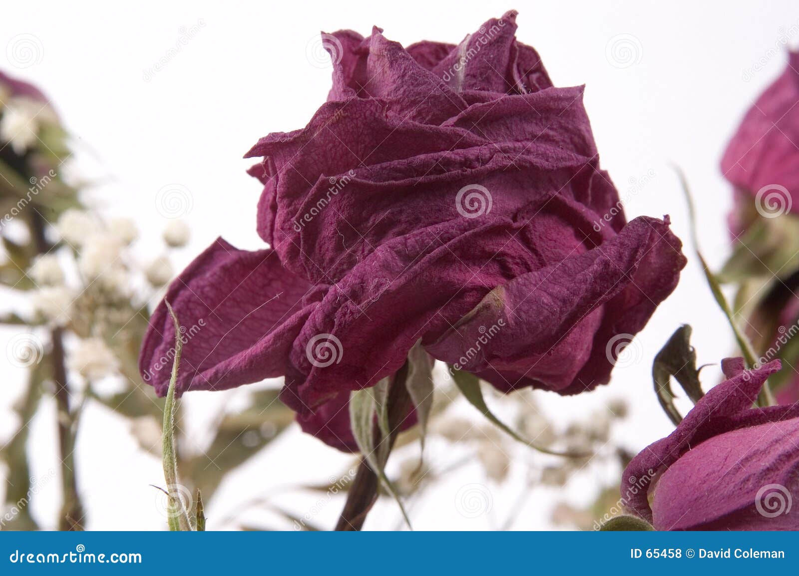 11,563 Dry Petals Rose Stock Photos - Free & Royalty-Free Stock Photos from  Dreamstime