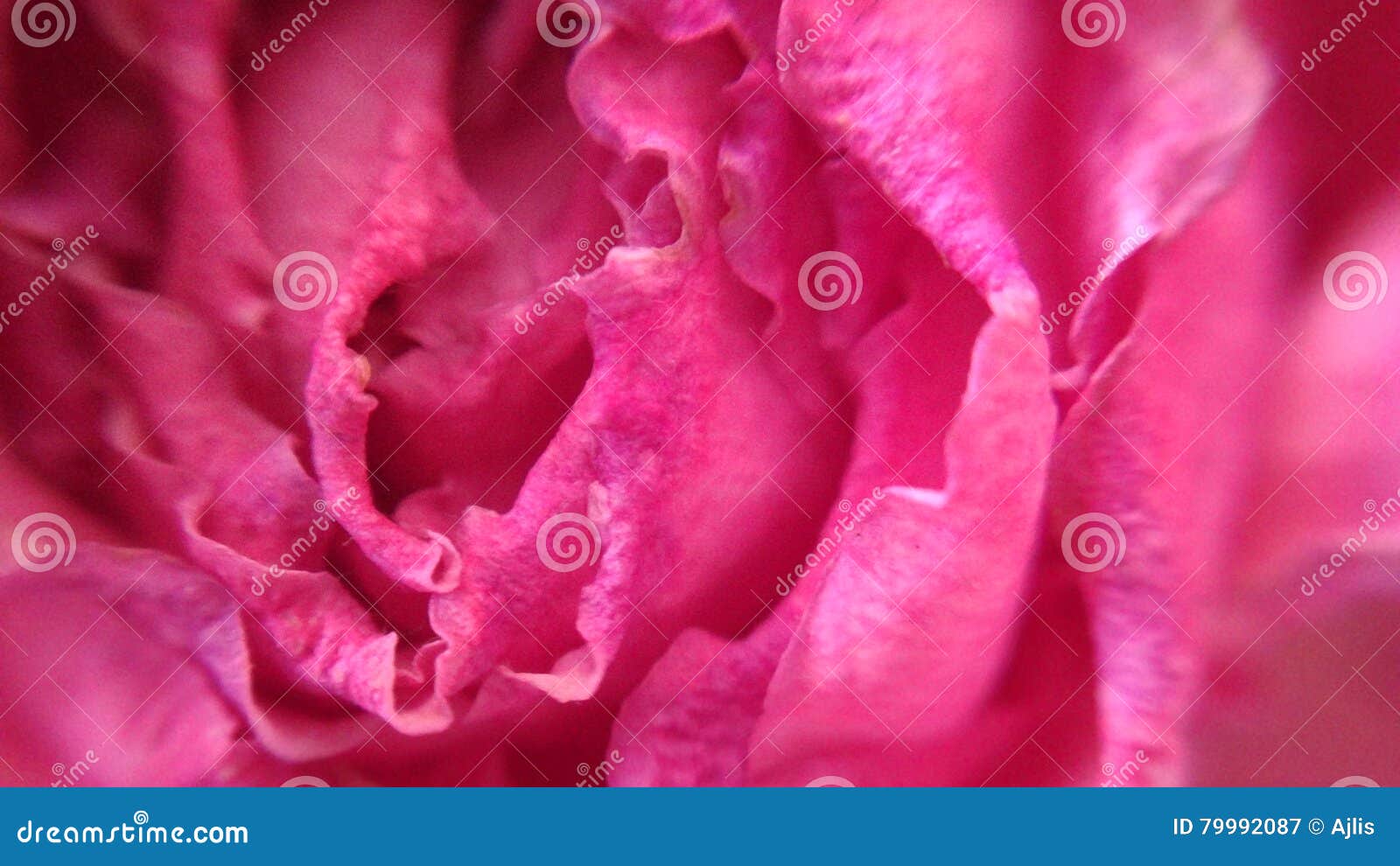 Dead rose stock image. Image of gentle, petal, peach 79992087