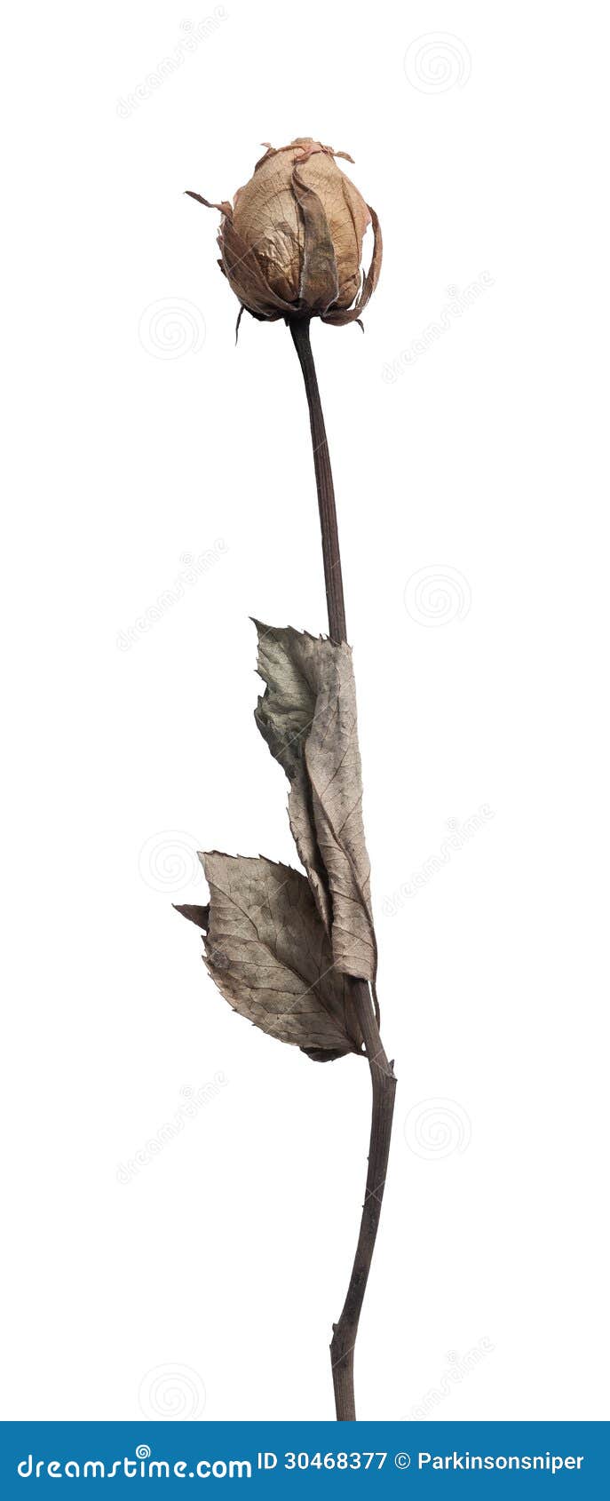 Dead Rose stock image. Image of petal, leaf, isolated 30468377
