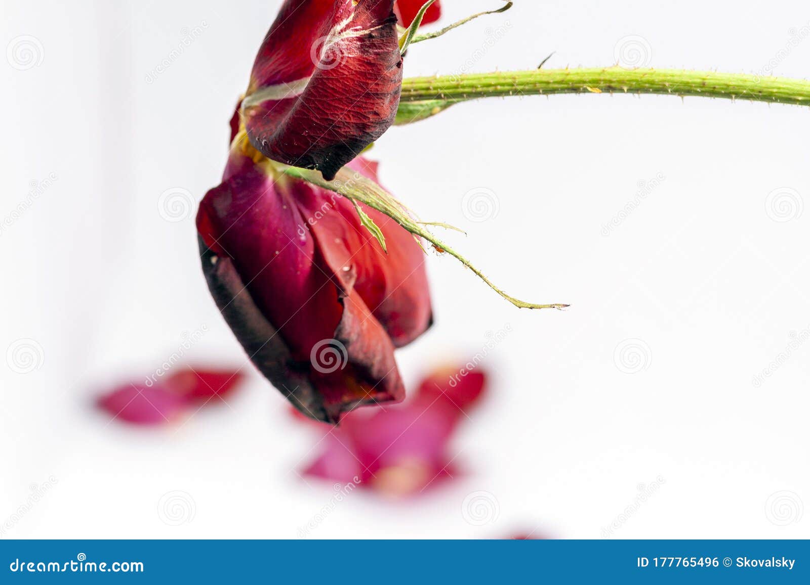 Dead Rose With Petals On White Background Stock Photo Image of love