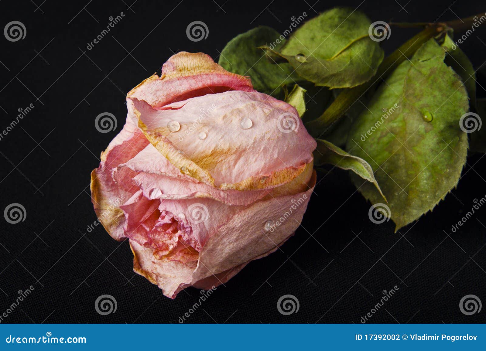 Dead Rose RoyaltyFree Stock Photography 30468377
