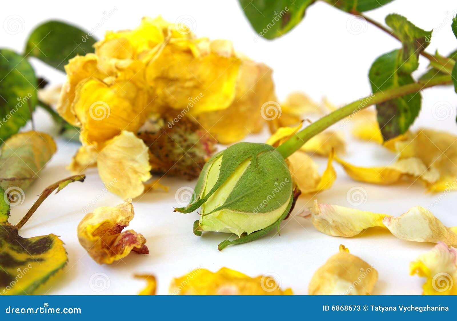 Dead rose and yellow bud stock image. Image of rose, card 6868673