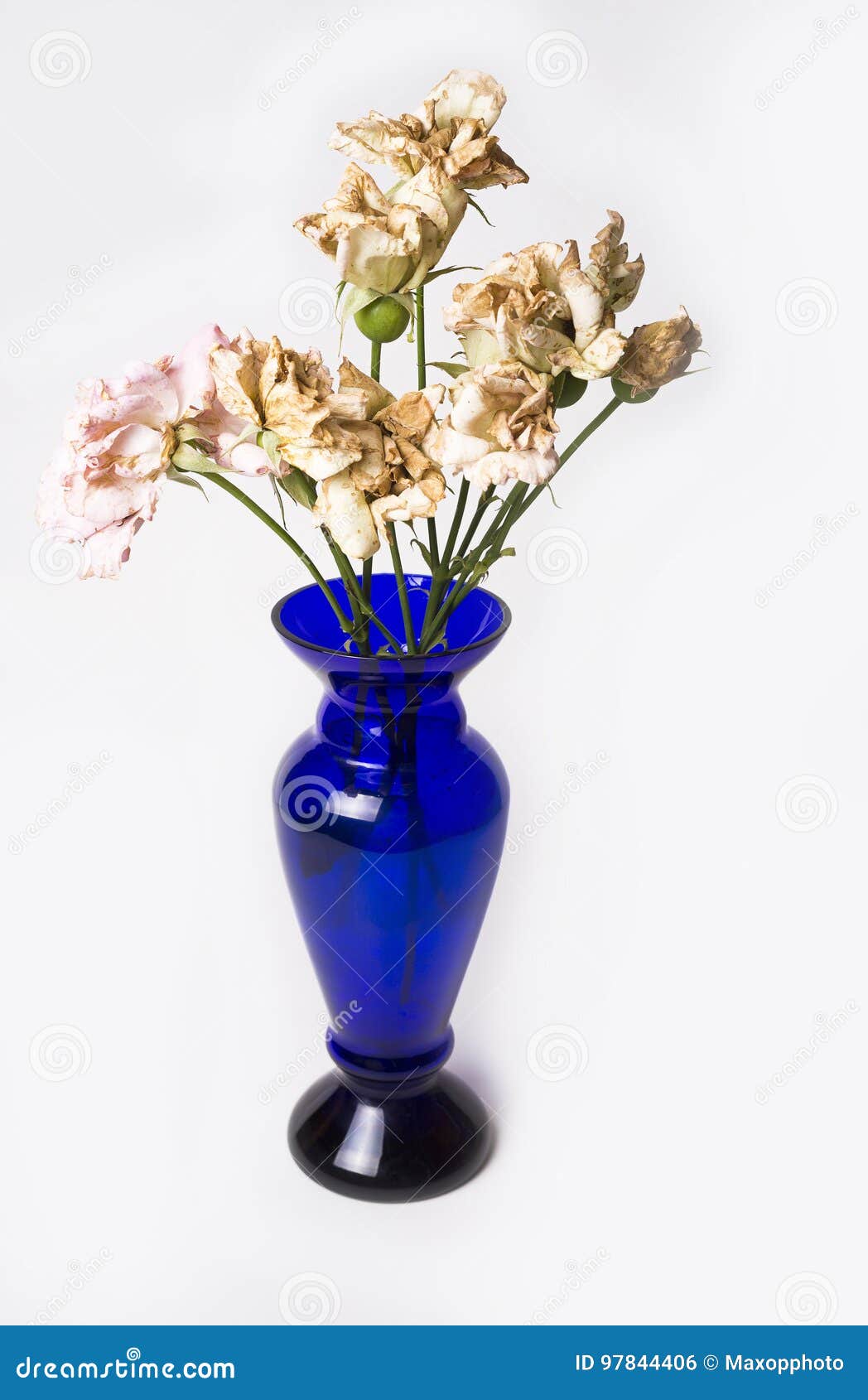 Dead Roses in Blue Vase on White Background Stock Photo Image of fade