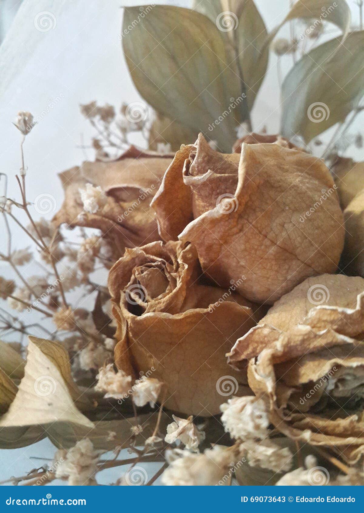 Dead roses stock image. Image of brown, roses, dried 69073643