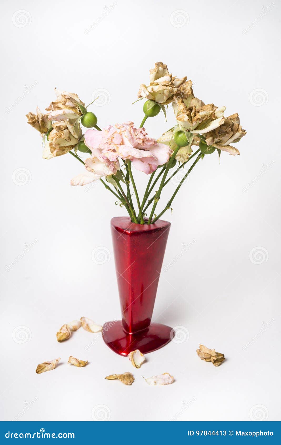 Dead Roses in the Red Vase on White Background Stock Image Image of plant, floral 97844413