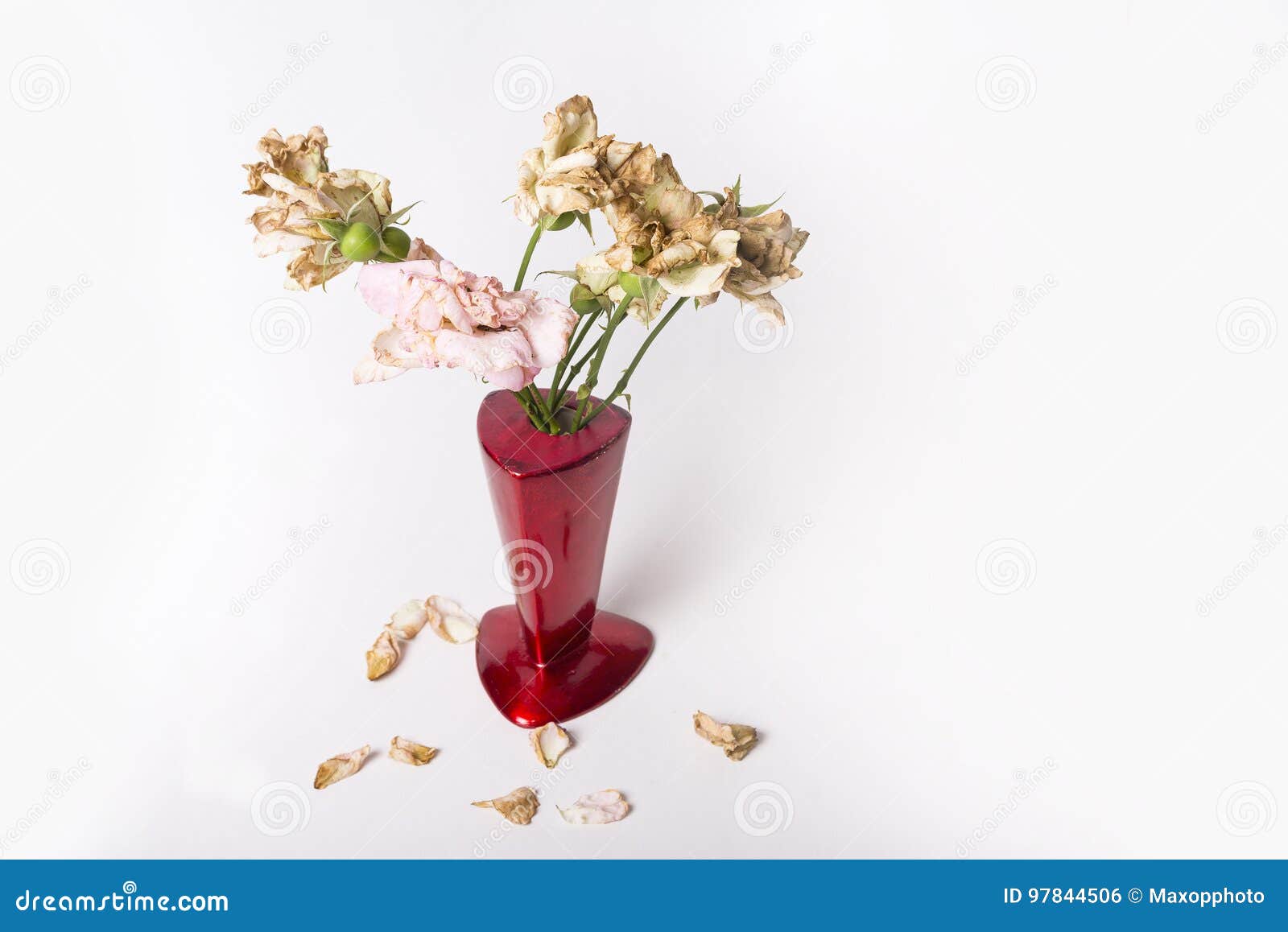 Dead Roses in Red Vase on White Background Stock Photo Image of romance, memories 97844506