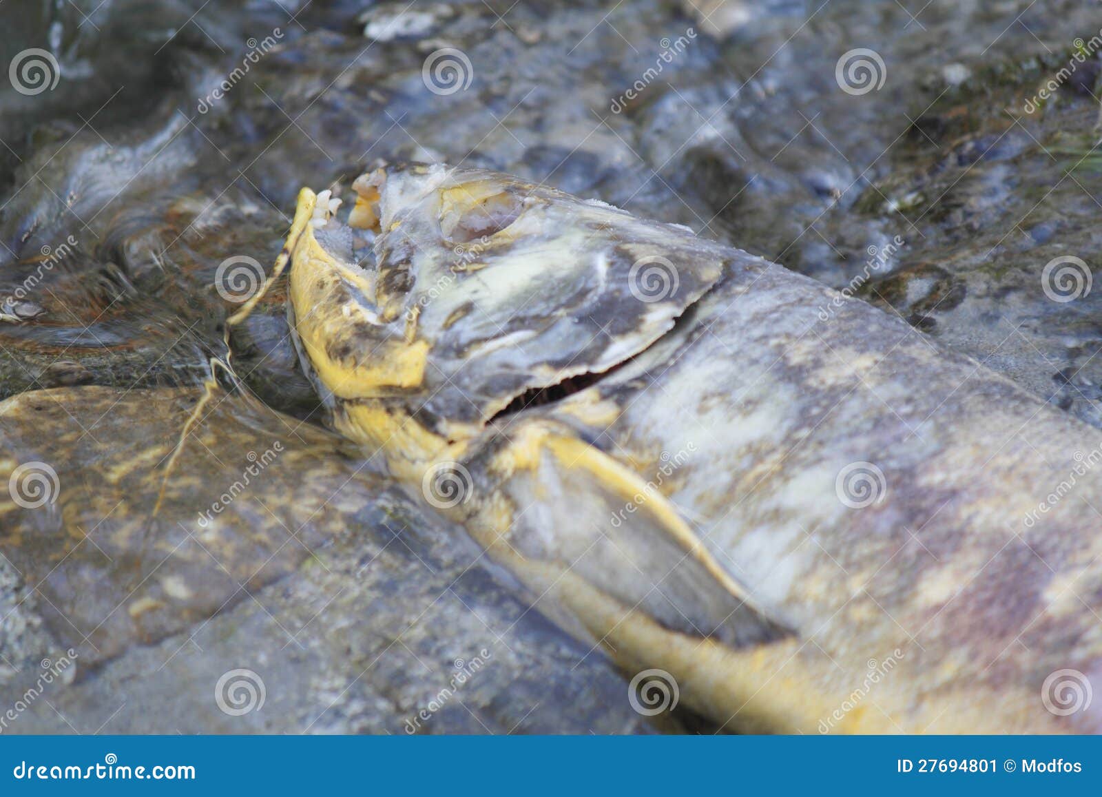 Dead Salmon stock image. Image of year, chum, body, salt - 27694801
