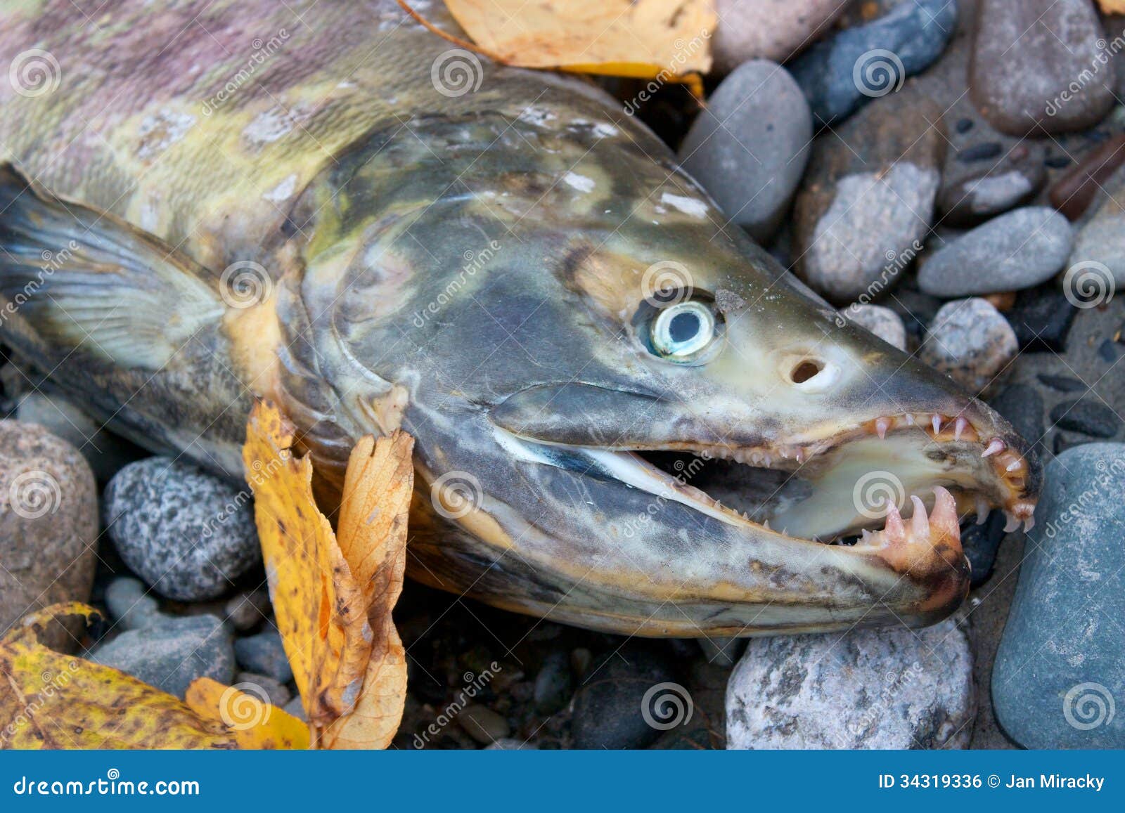 Dead Salmon with Sharp Teeth Stock Photo Image of alaska, united